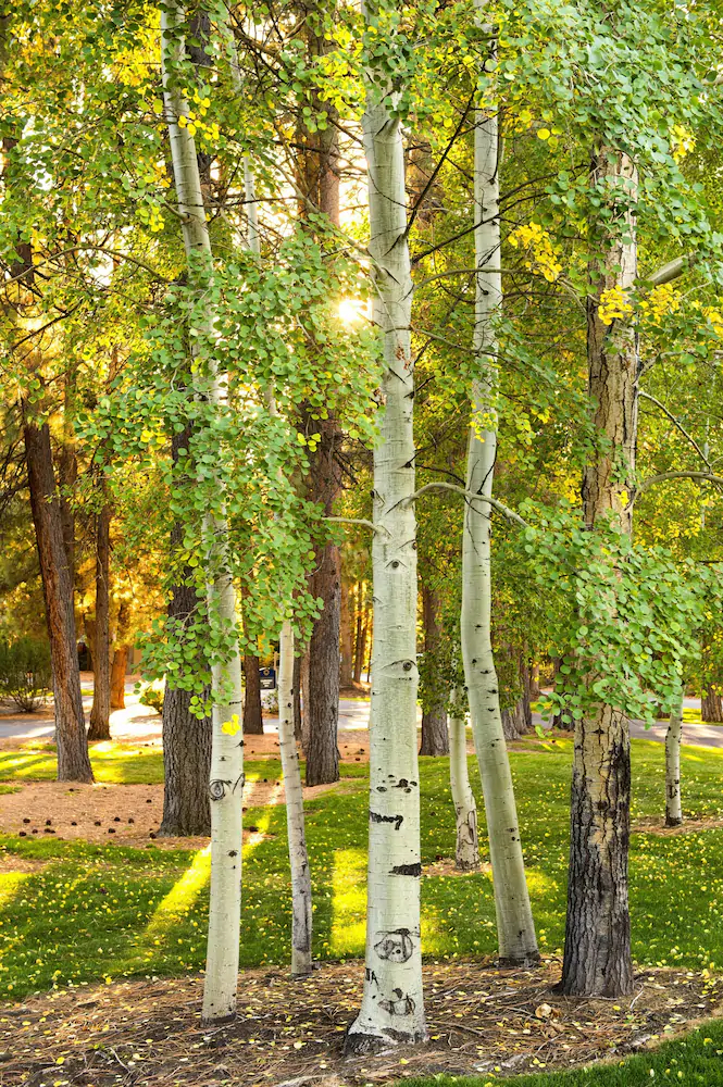 Mount Bachelor Village Resort