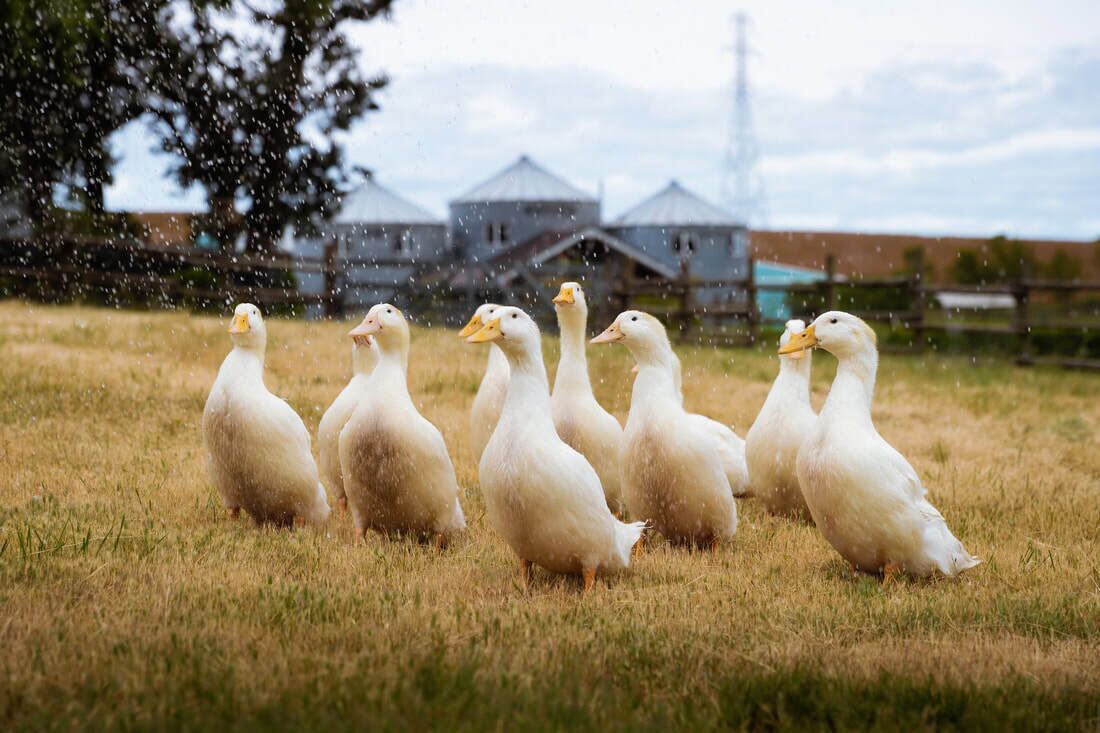 Abbey Road Farm