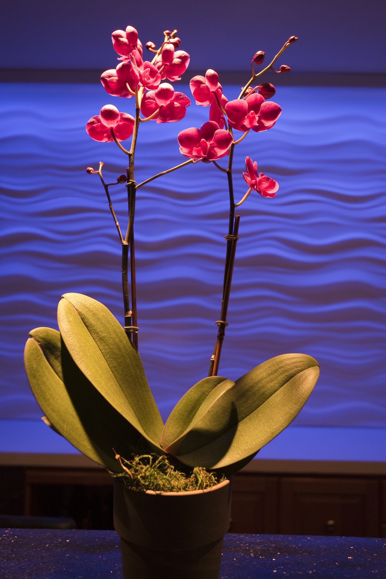 The Coho Oceanfront Lodge