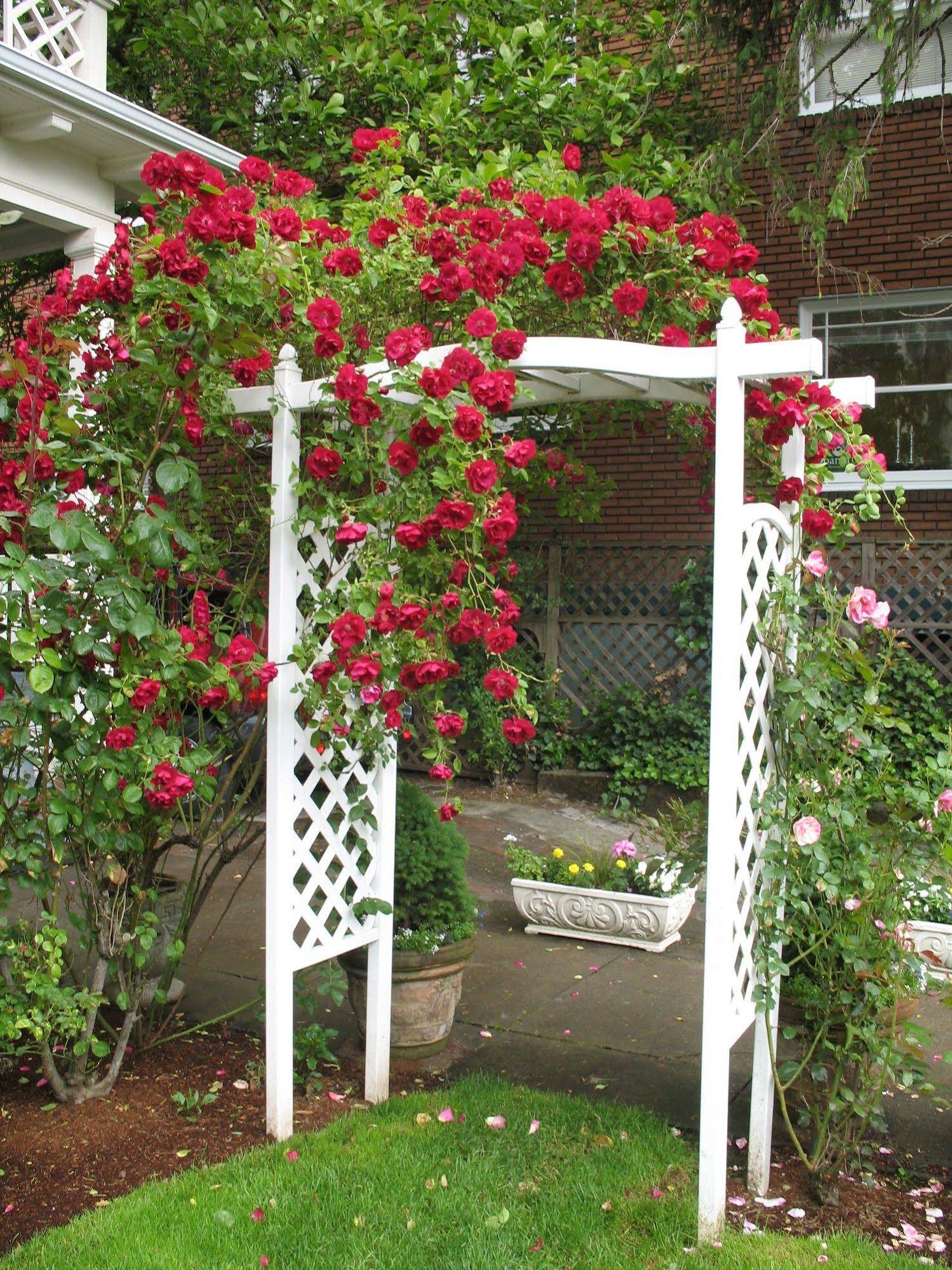 Lion and the Rose Victorian Guest House
