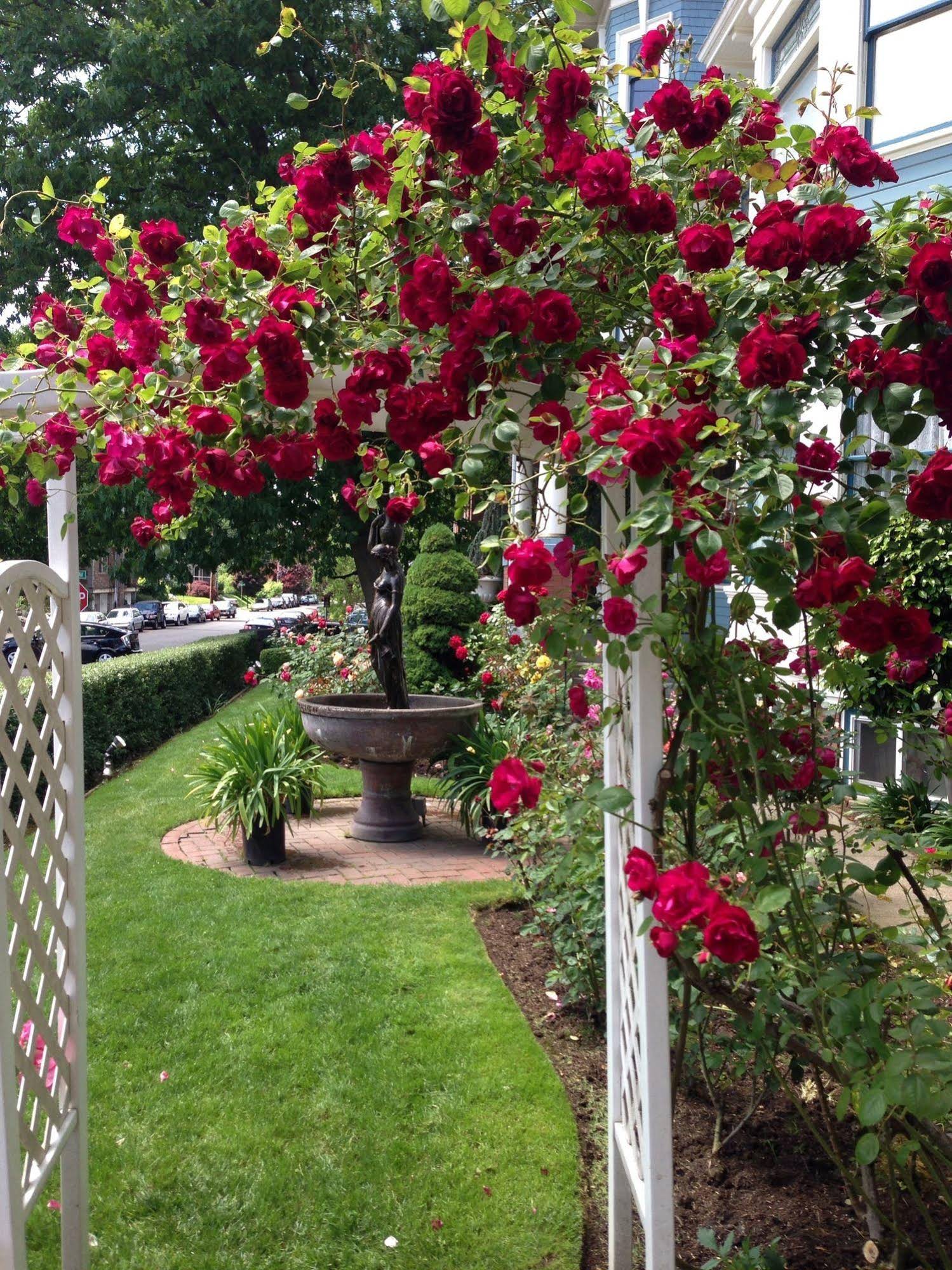 Lion and the Rose Victorian Guest House