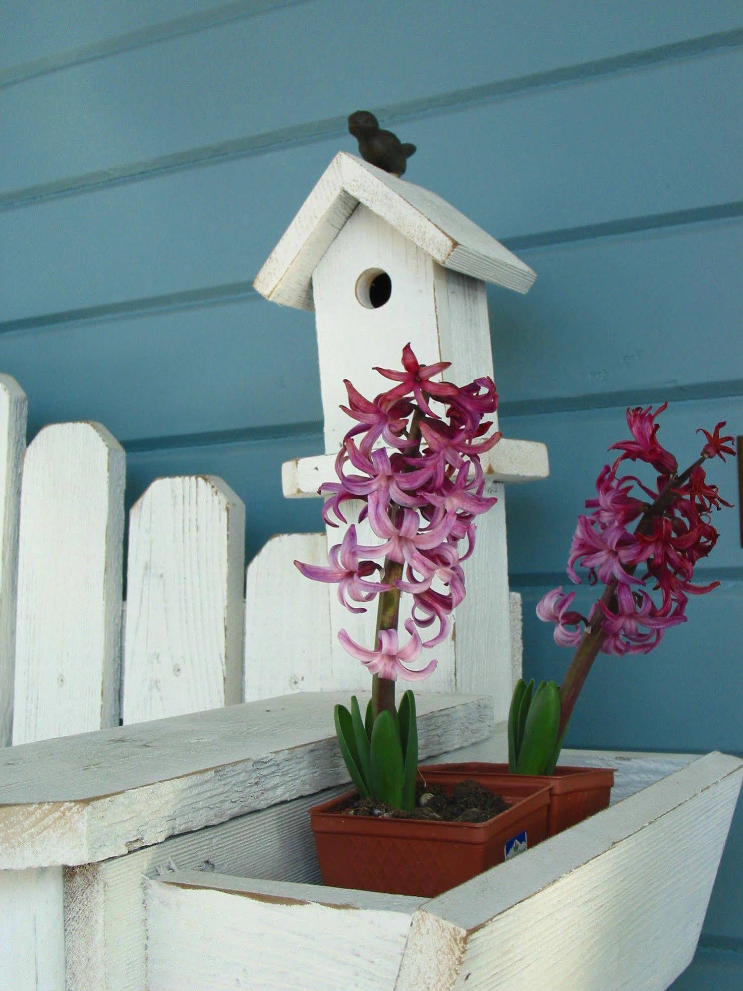 Lion and the Rose Victorian Guest House