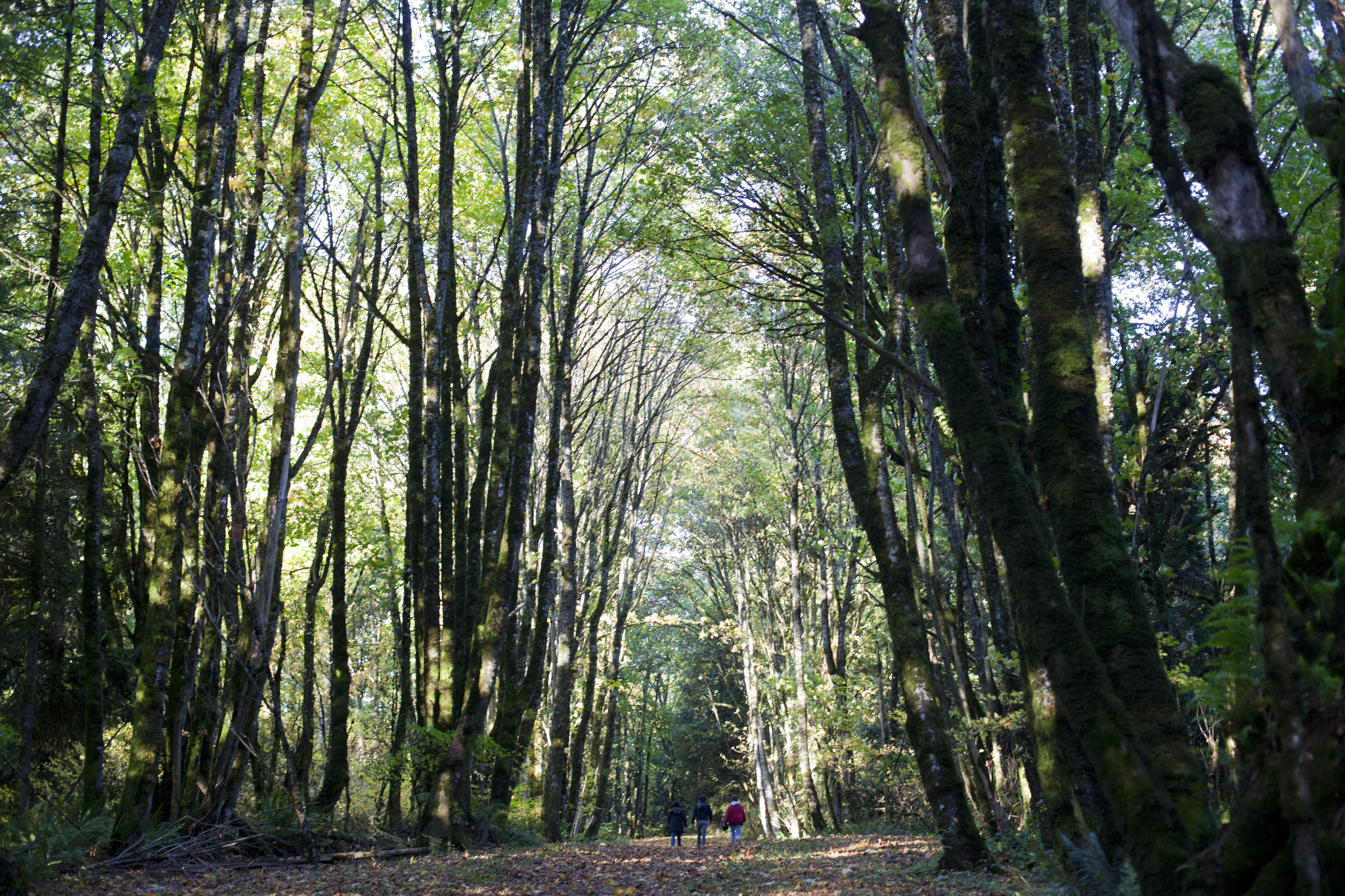 Park Lane Suites & Inn