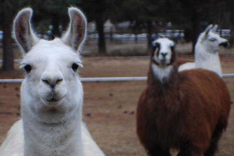 Best Western Ponderosa Lodge