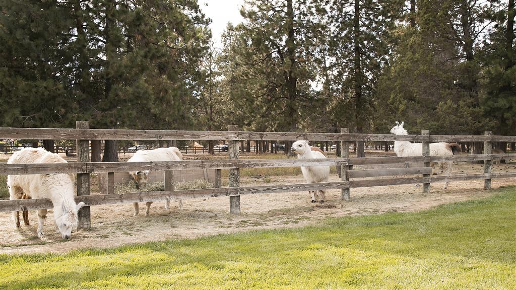 Best Western Ponderosa Lodge