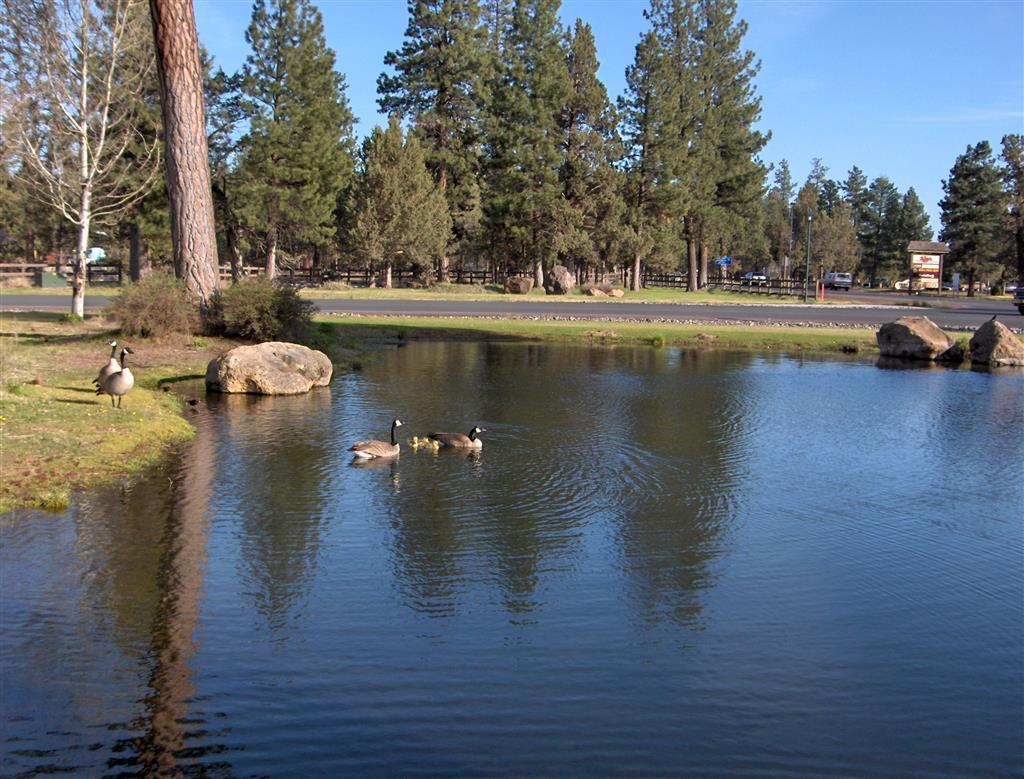 Best Western Ponderosa Lodge