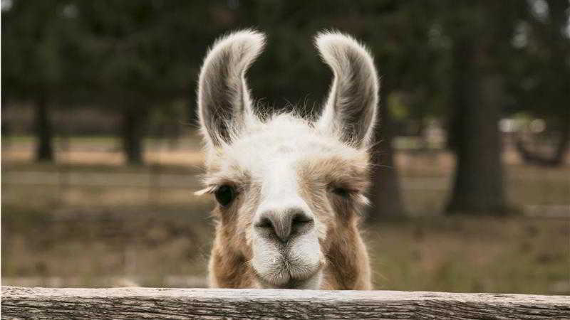 Best Western Ponderosa Lodge