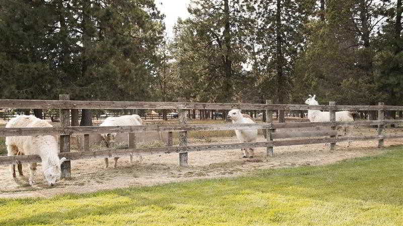 Best Western Ponderosa Lodge