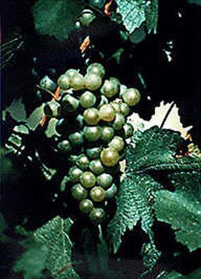 Best Western Plus Northwind Inn & Suites