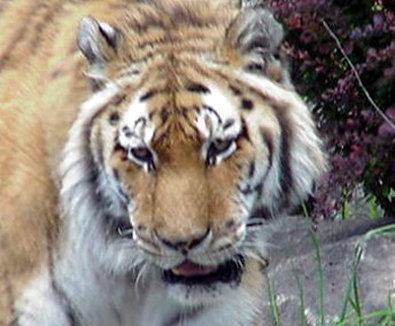 Best Western Plus Northwind Inn & Suites