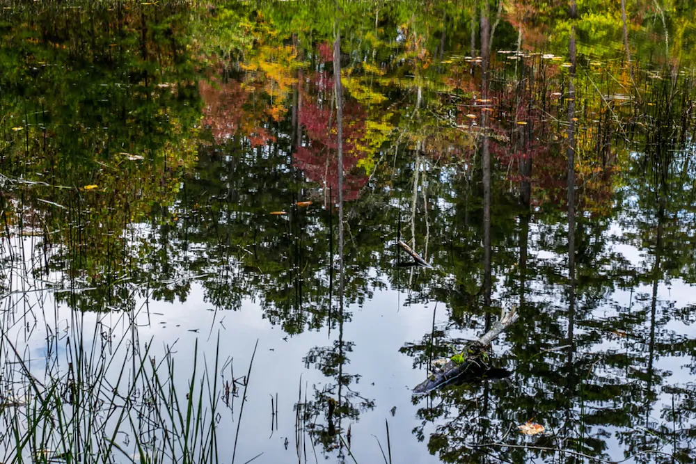 On Golden Pond