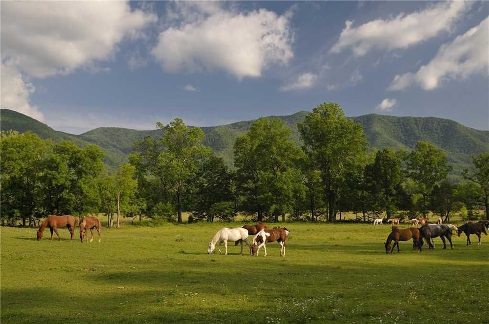 Smoky Mountain Mist Cabin