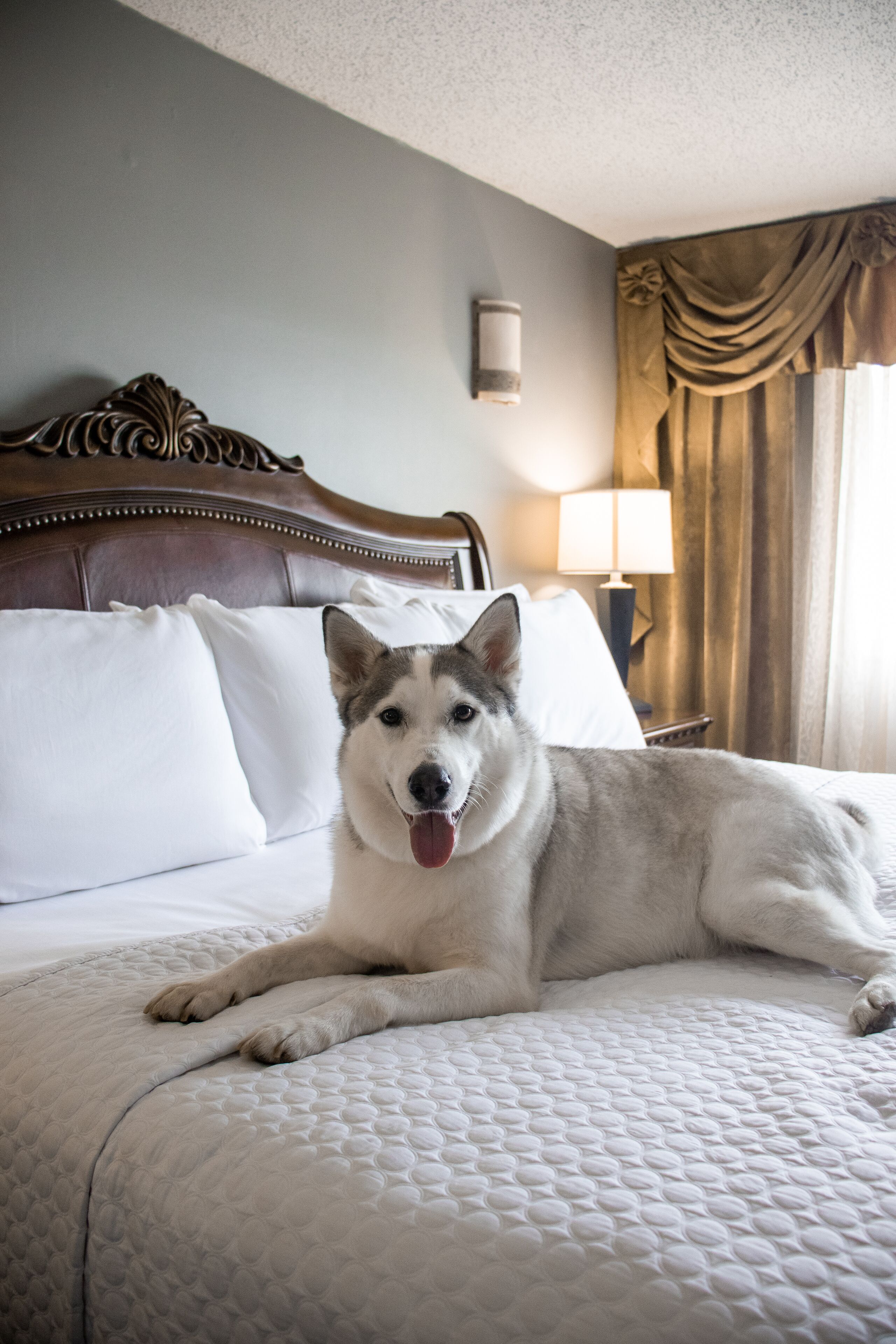Wyndham Houston near NRG Park/Medical Center