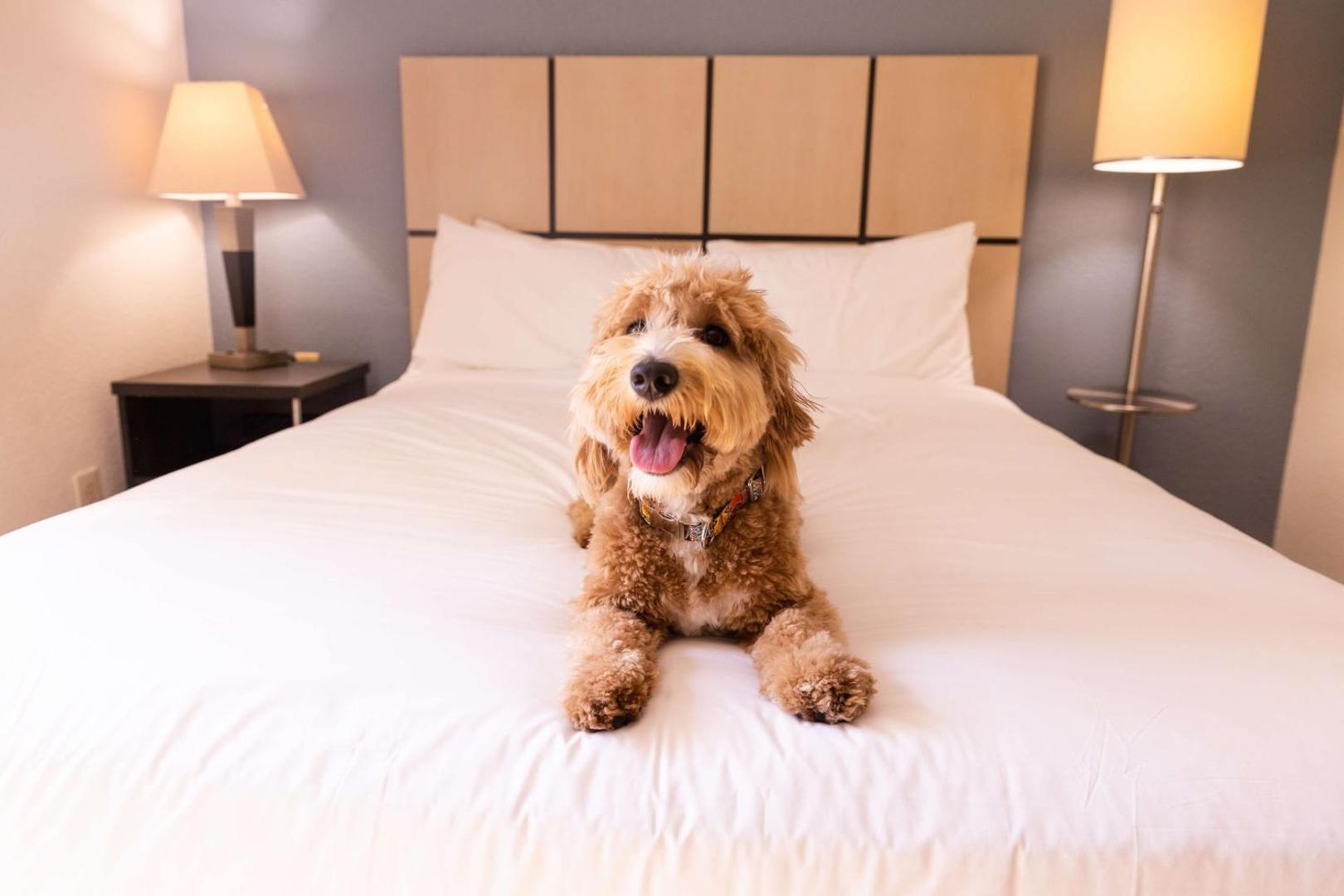 Sonesta Simply Suites Dallas Las Colinas