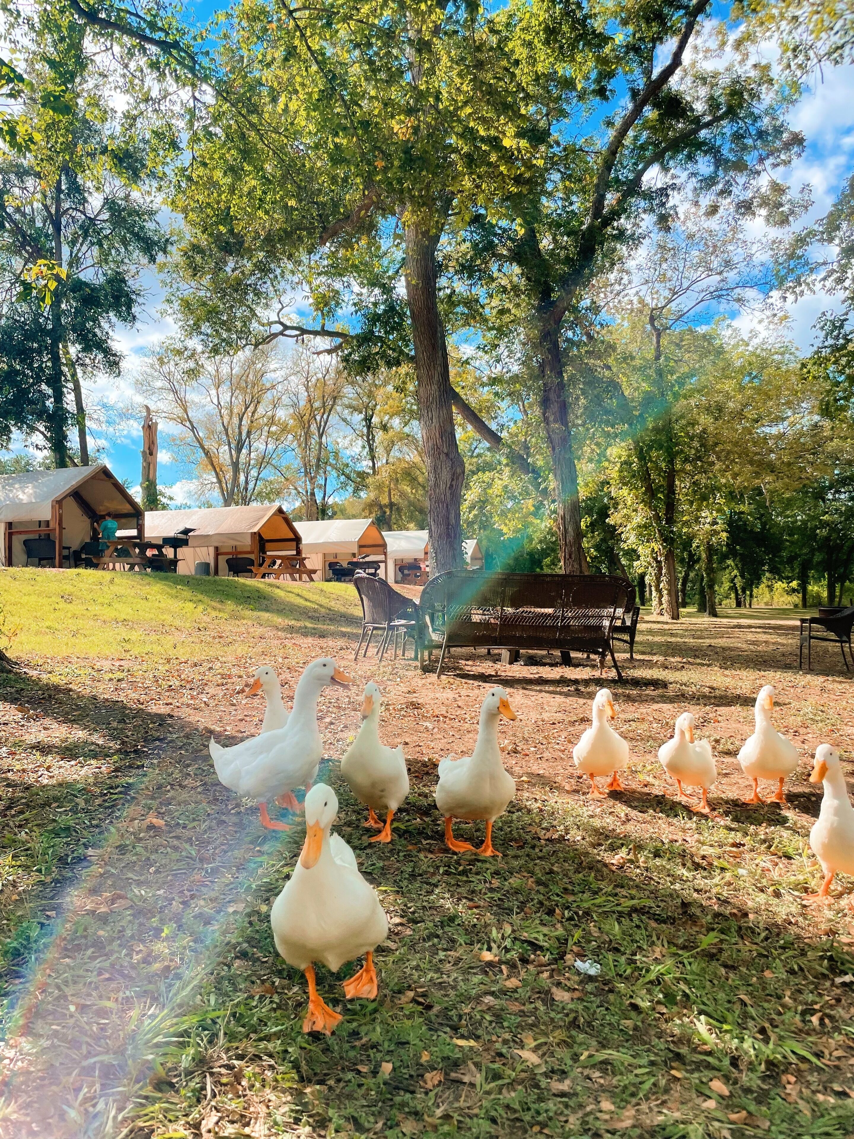 Son's Blue River Camp
