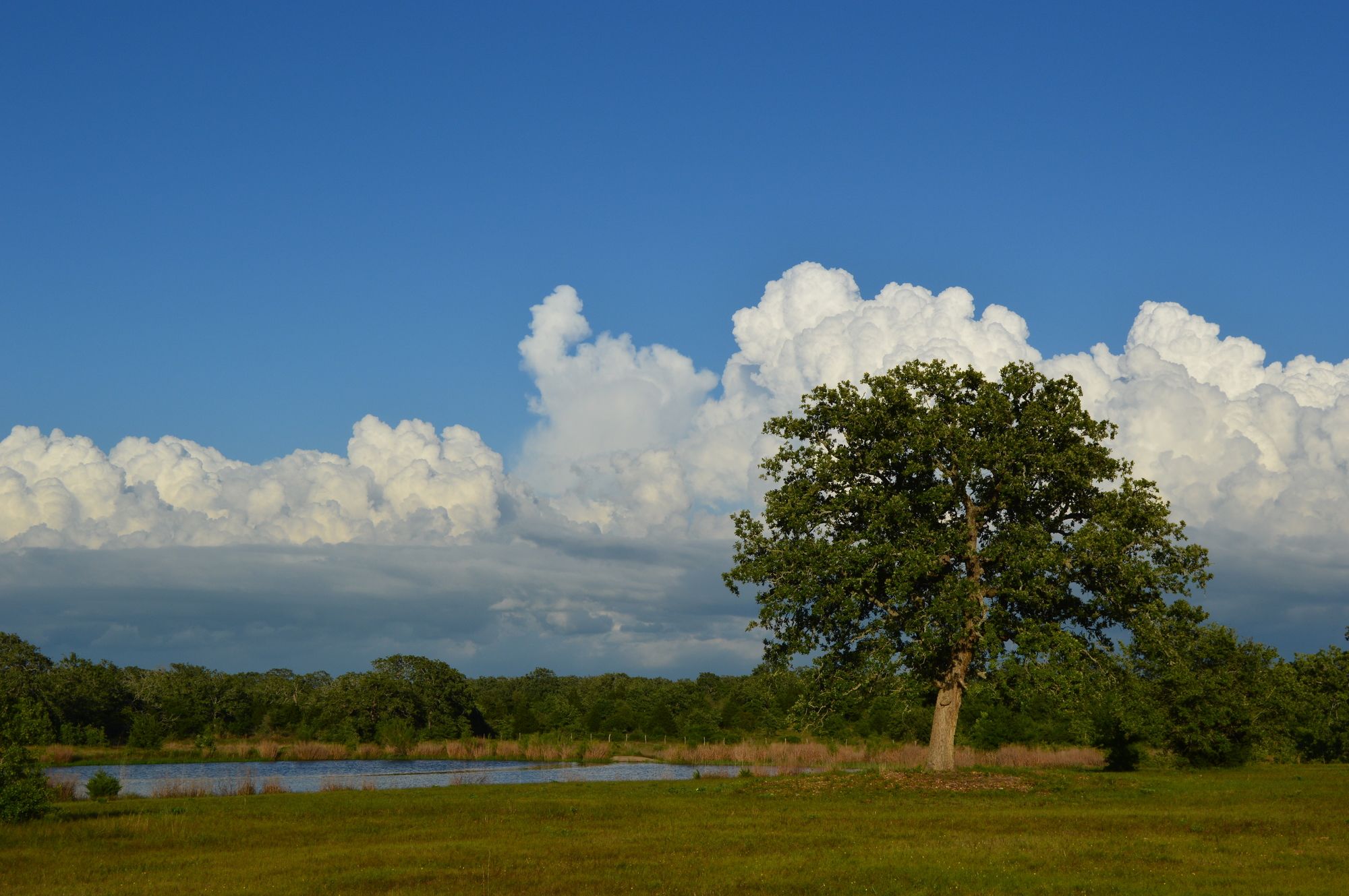 Night Bird Ranch