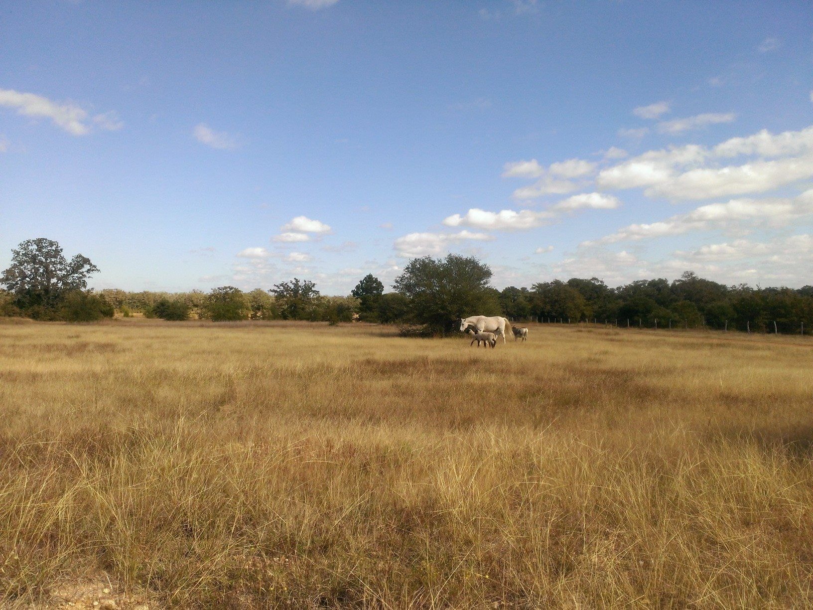 Night Bird Ranch