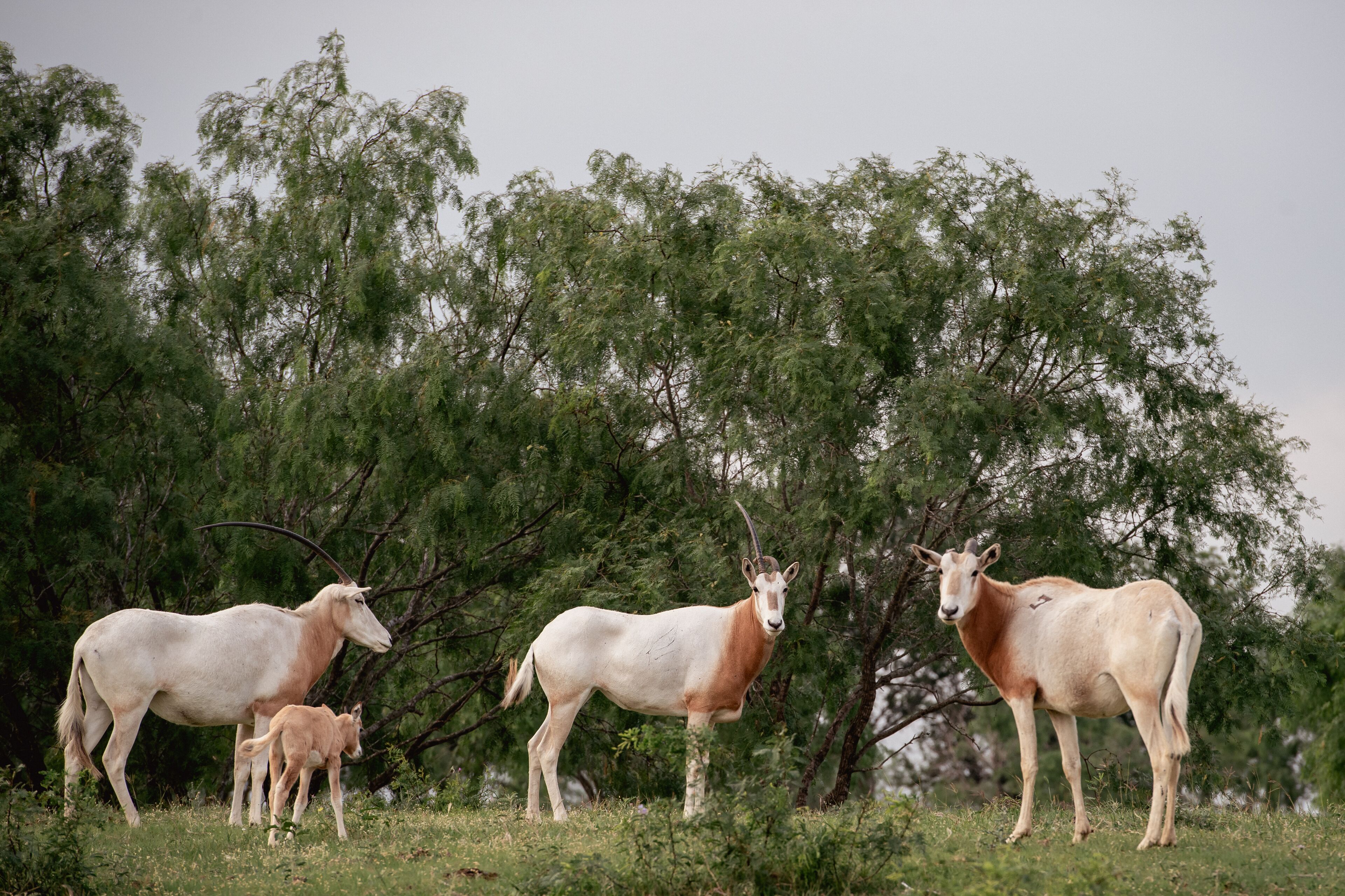Blue Hills Ranch