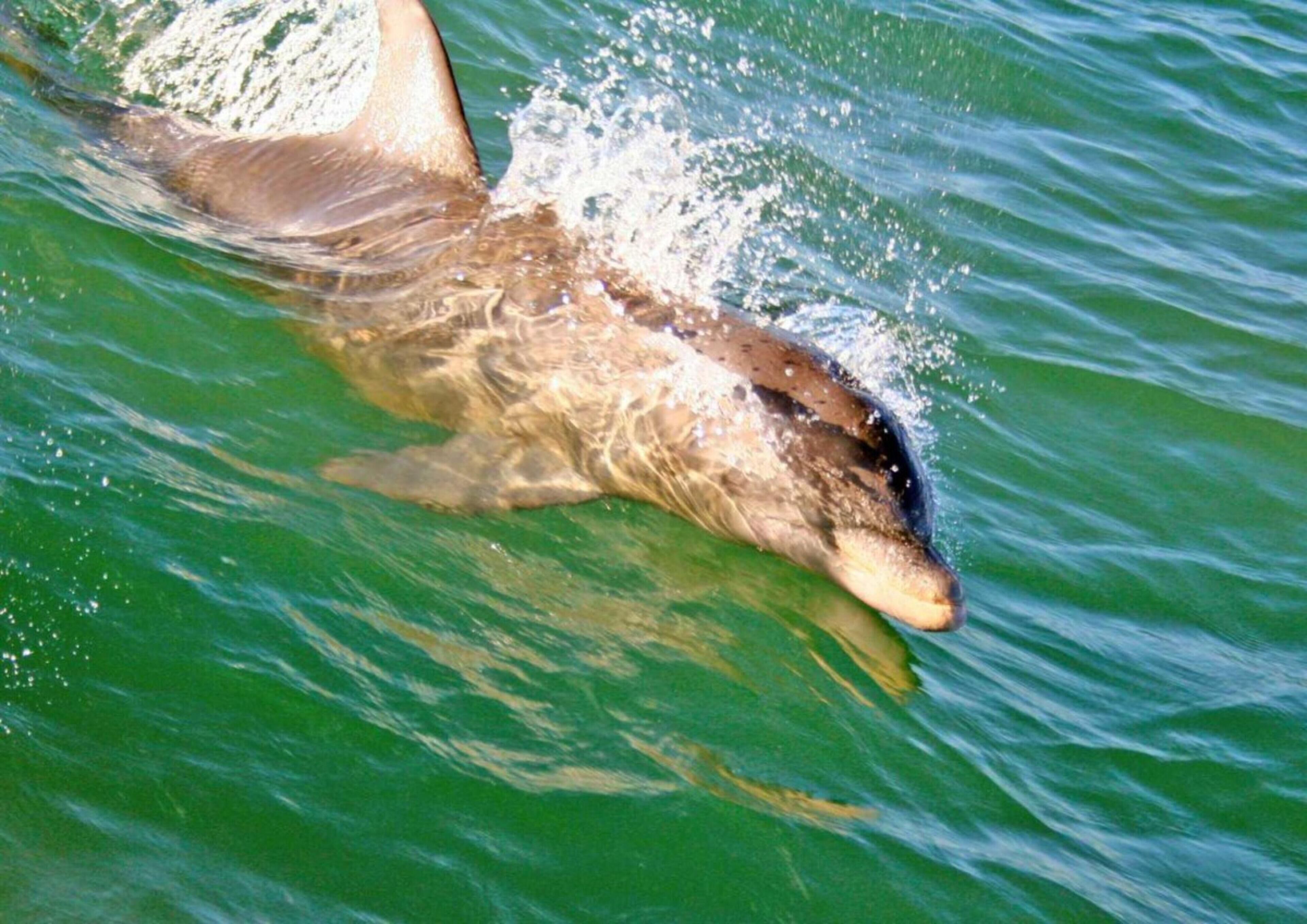 Suntide II by Padre Island Rentals