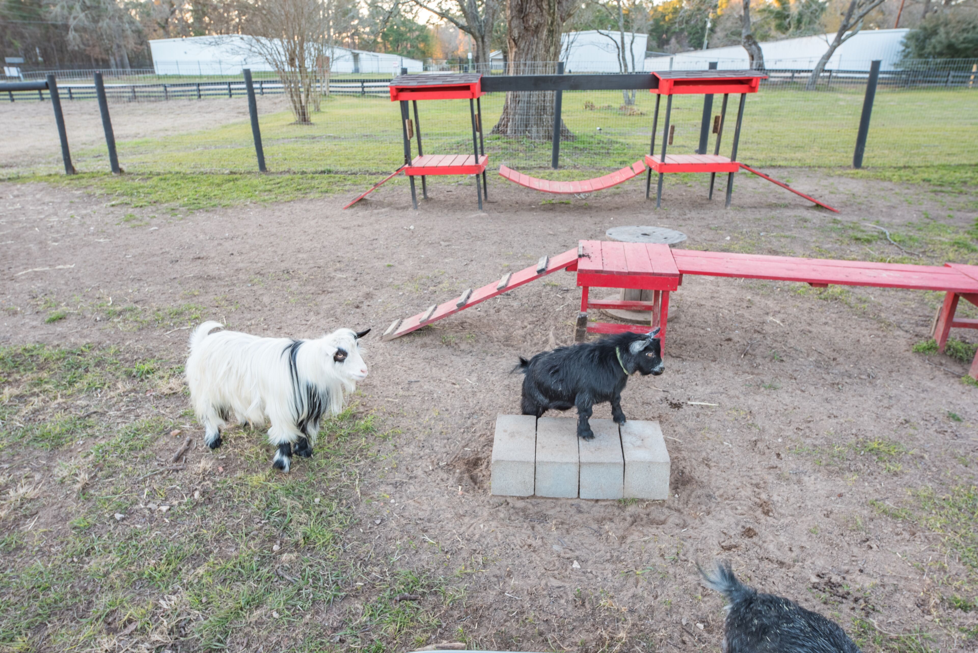 Happy Goat Retreat