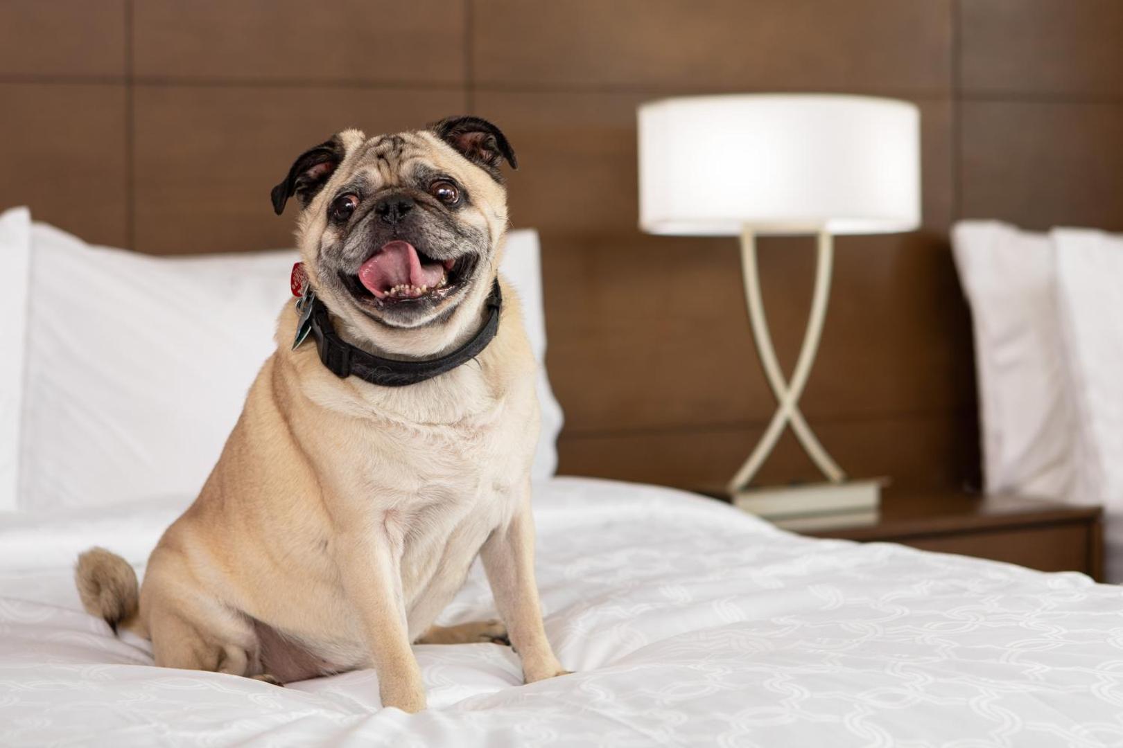 Staybridge Suites Charlottesville Airport