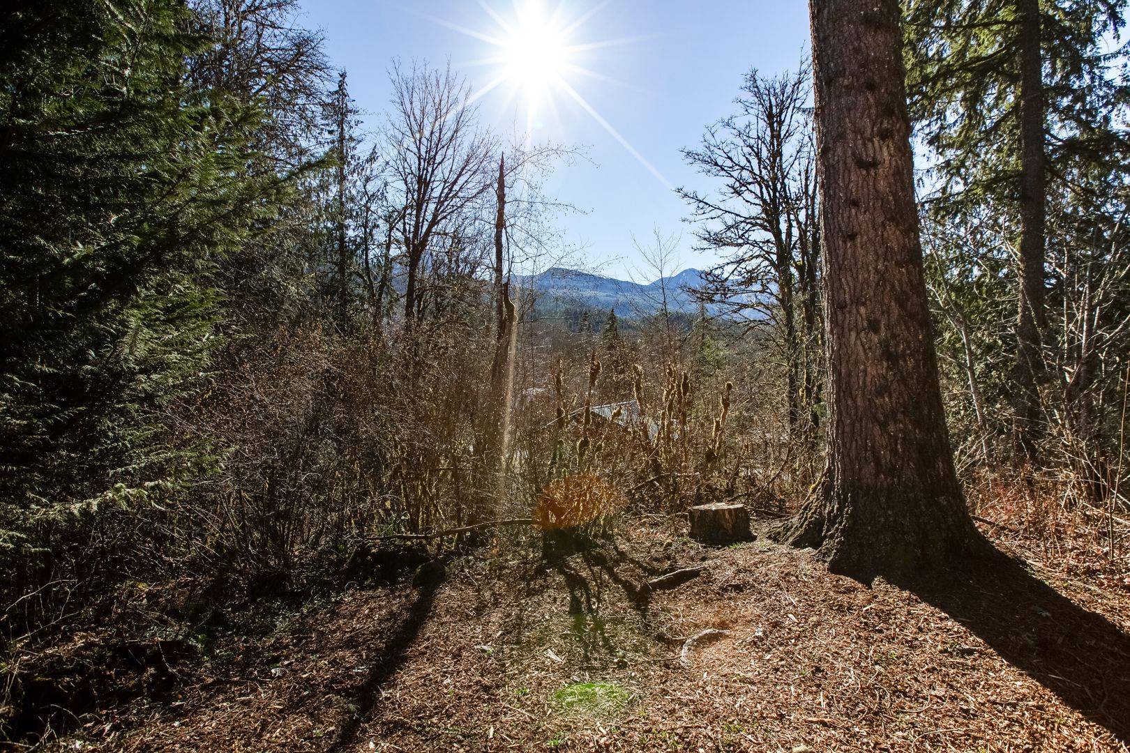 Mount Baker by Mt. Baker Lodging