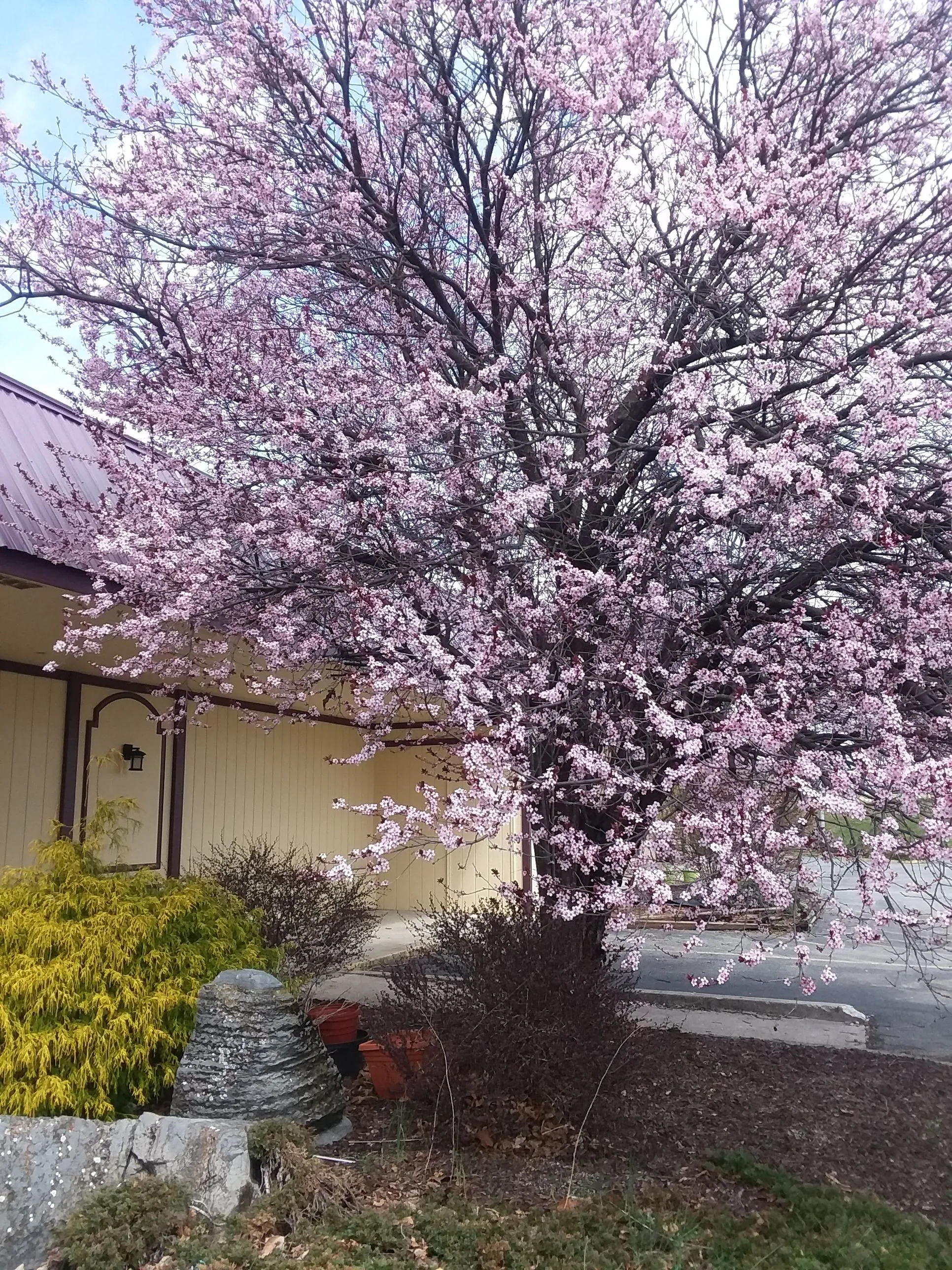 APM Inn & Suites