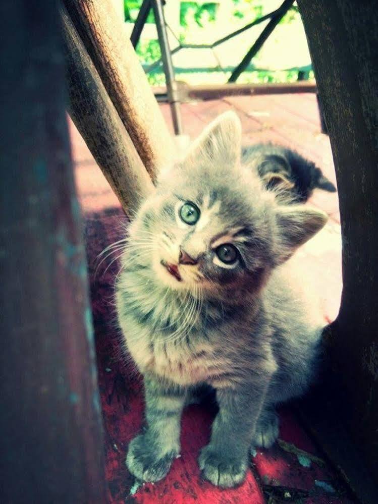 Manderley Bed & Breakfast