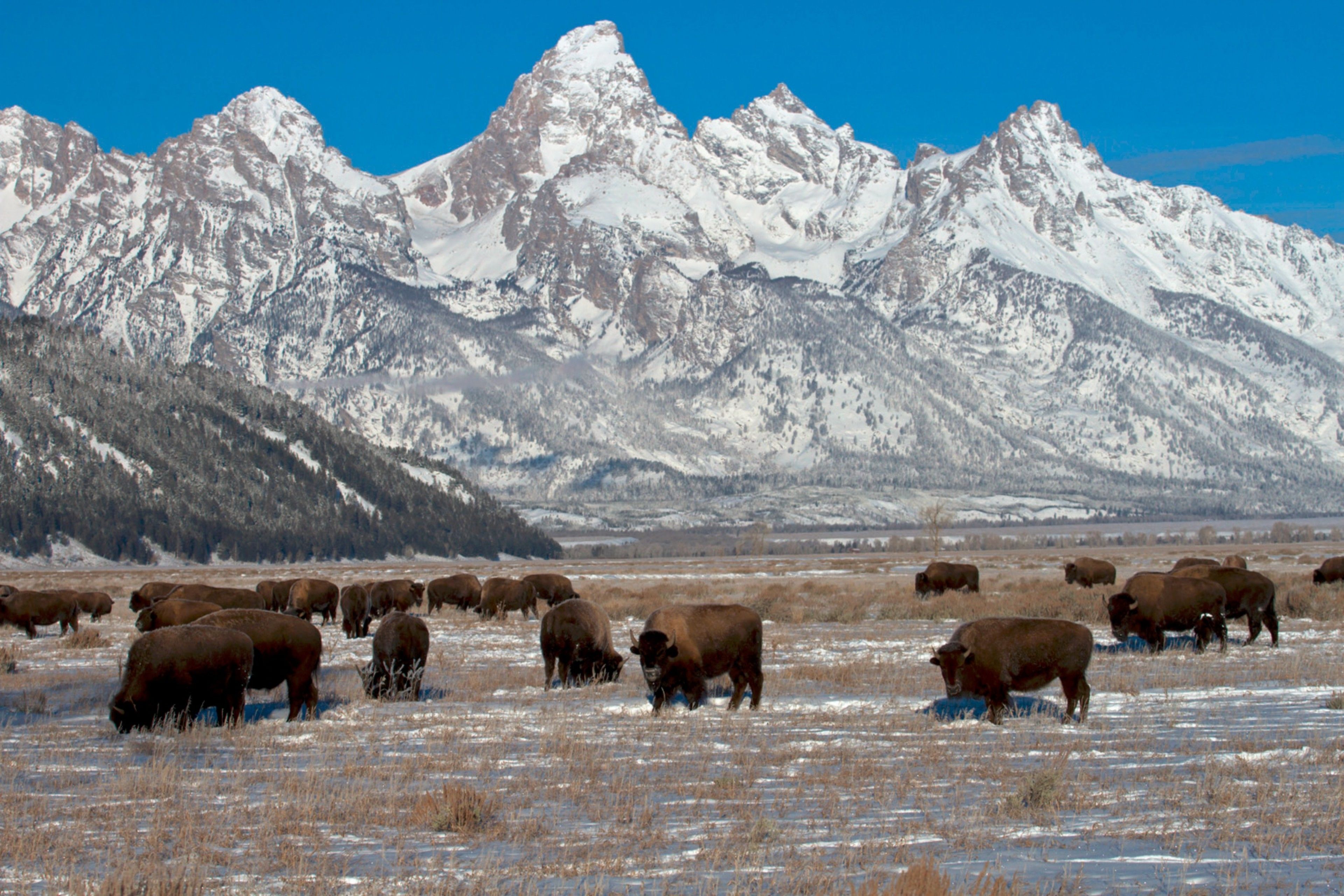 Cody House Condominiums by Jackson Hole Resort Lodging