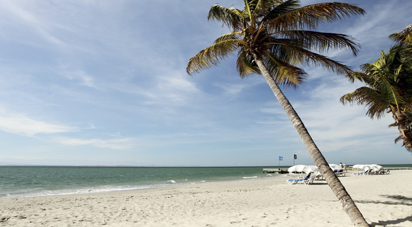 Paradise Surf
