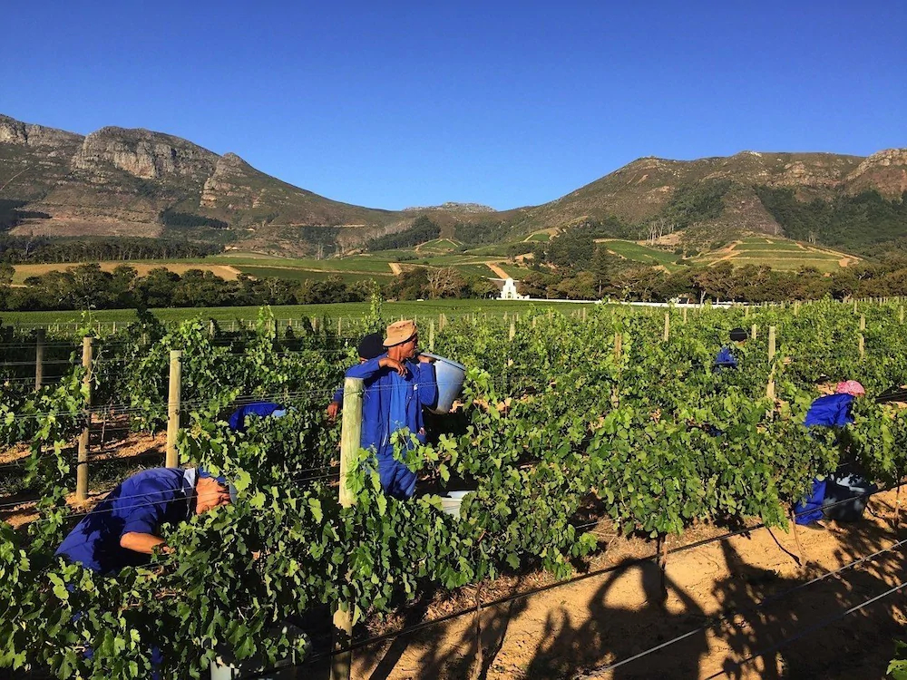 14 on Klein Constantia