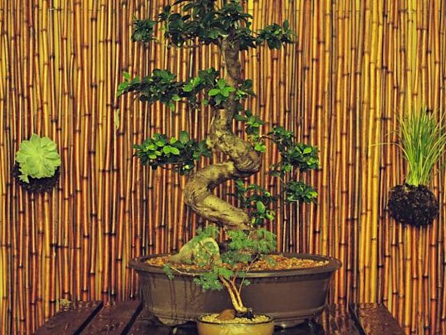 Amber Tree Lodge