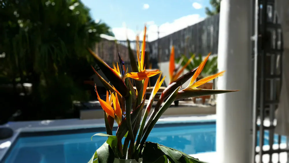 Jardin D'ébene Boutique Guesthouse