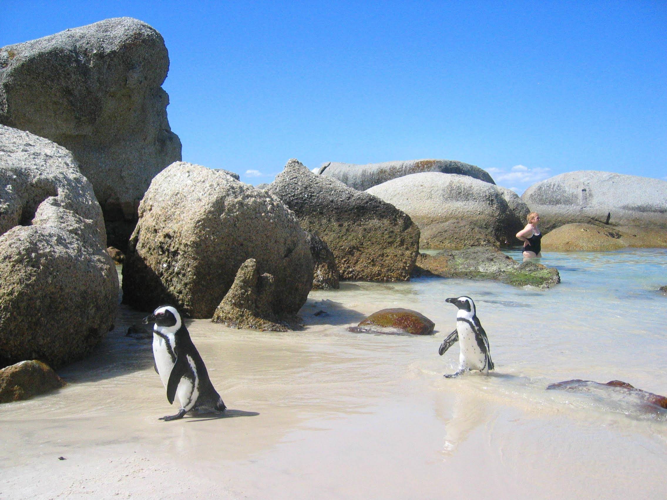 Penguinden