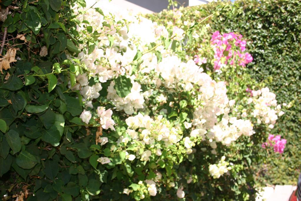 White Lodge Constantia Guest House