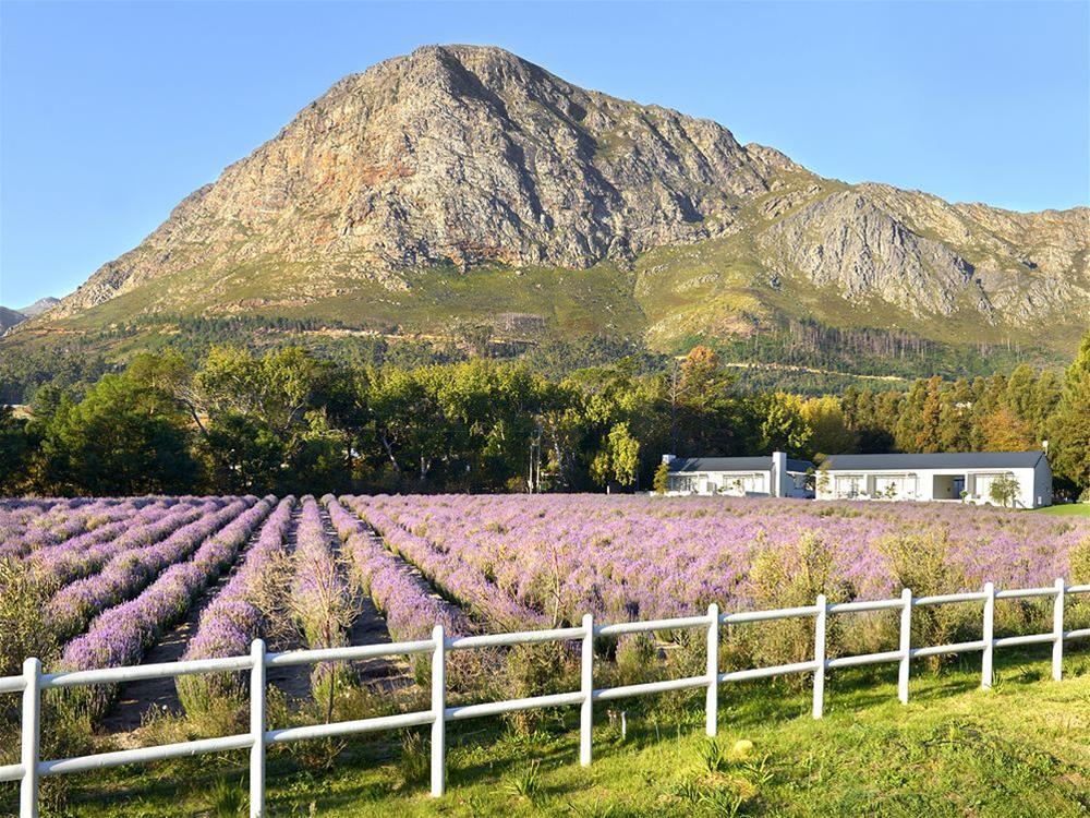 Lavender Farm Guest House