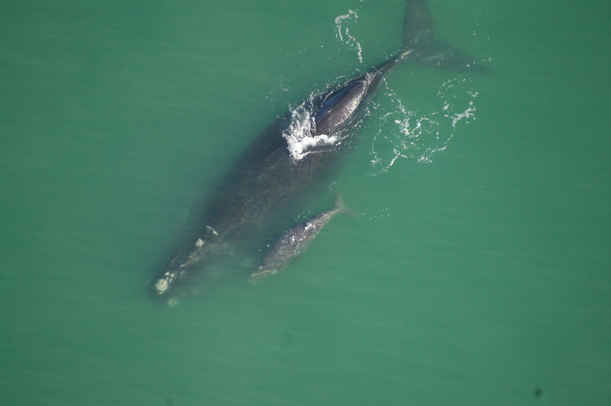 Lavender Manor Guest Lodge