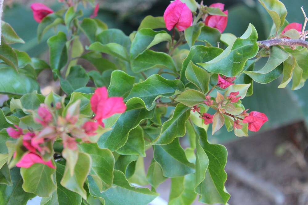 Saffron House Guesthouse