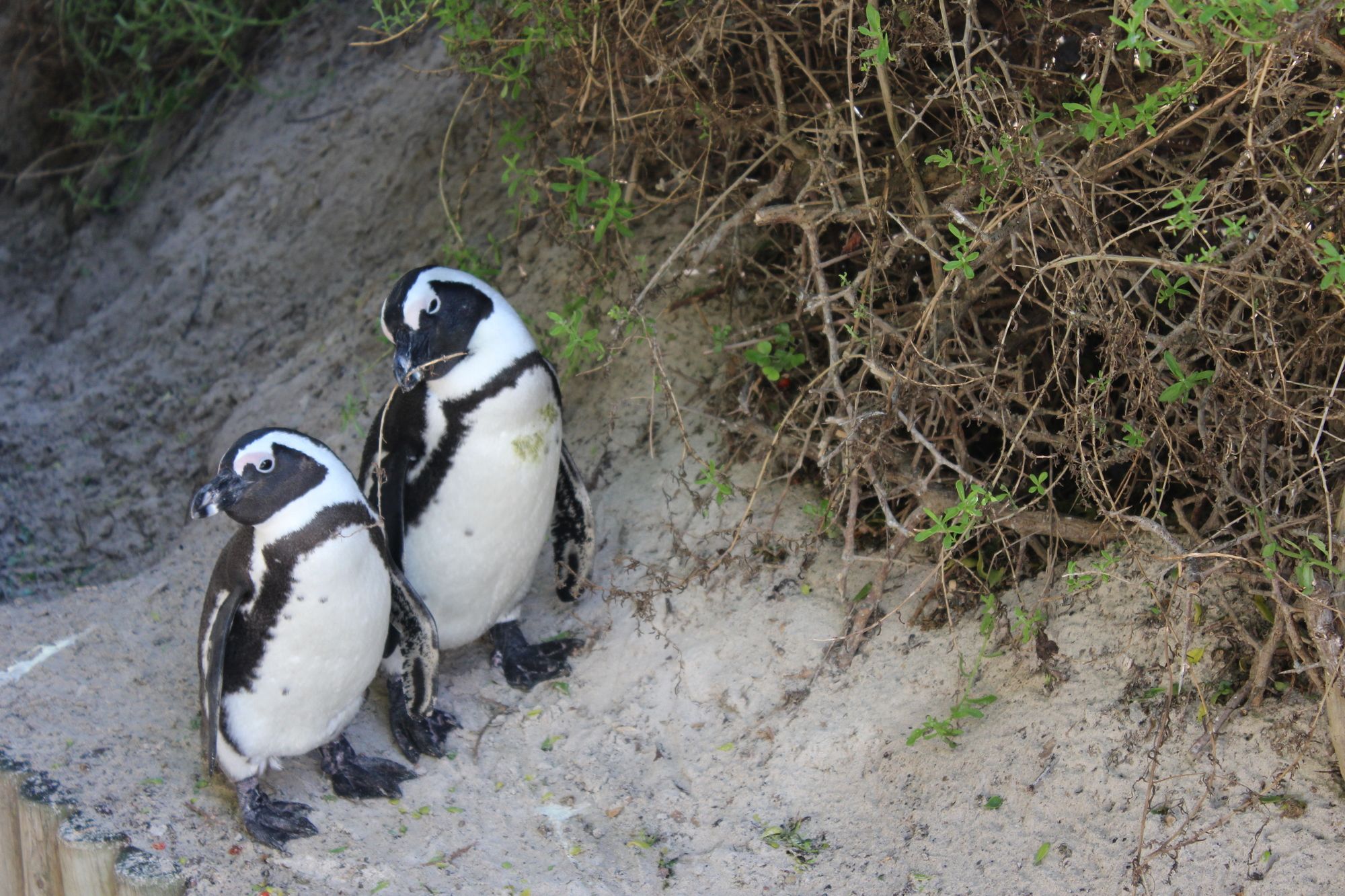 Boulders Beach House