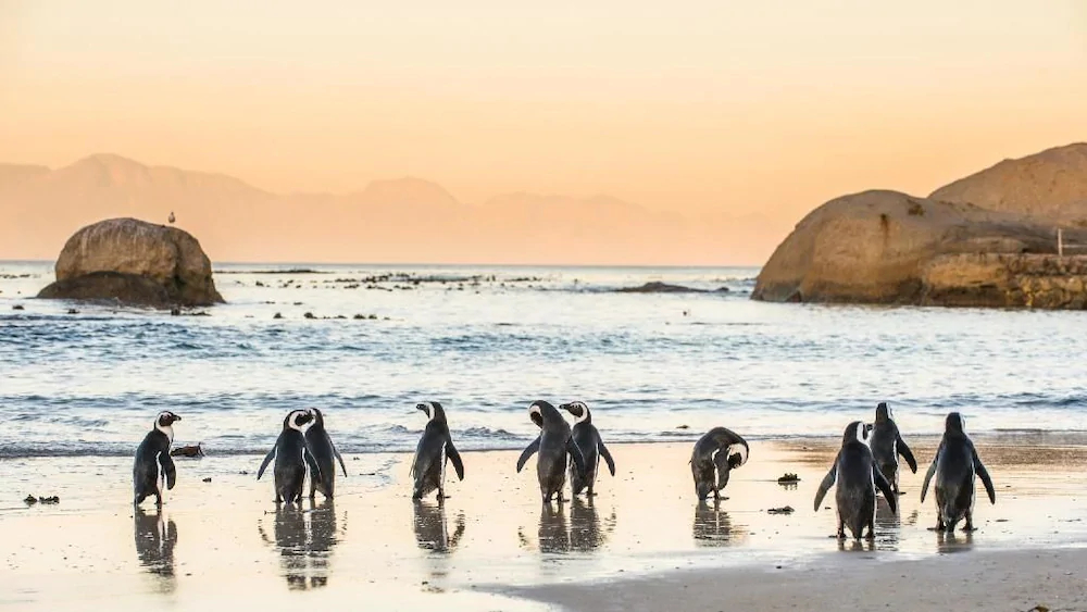Boulders Beach Lodge