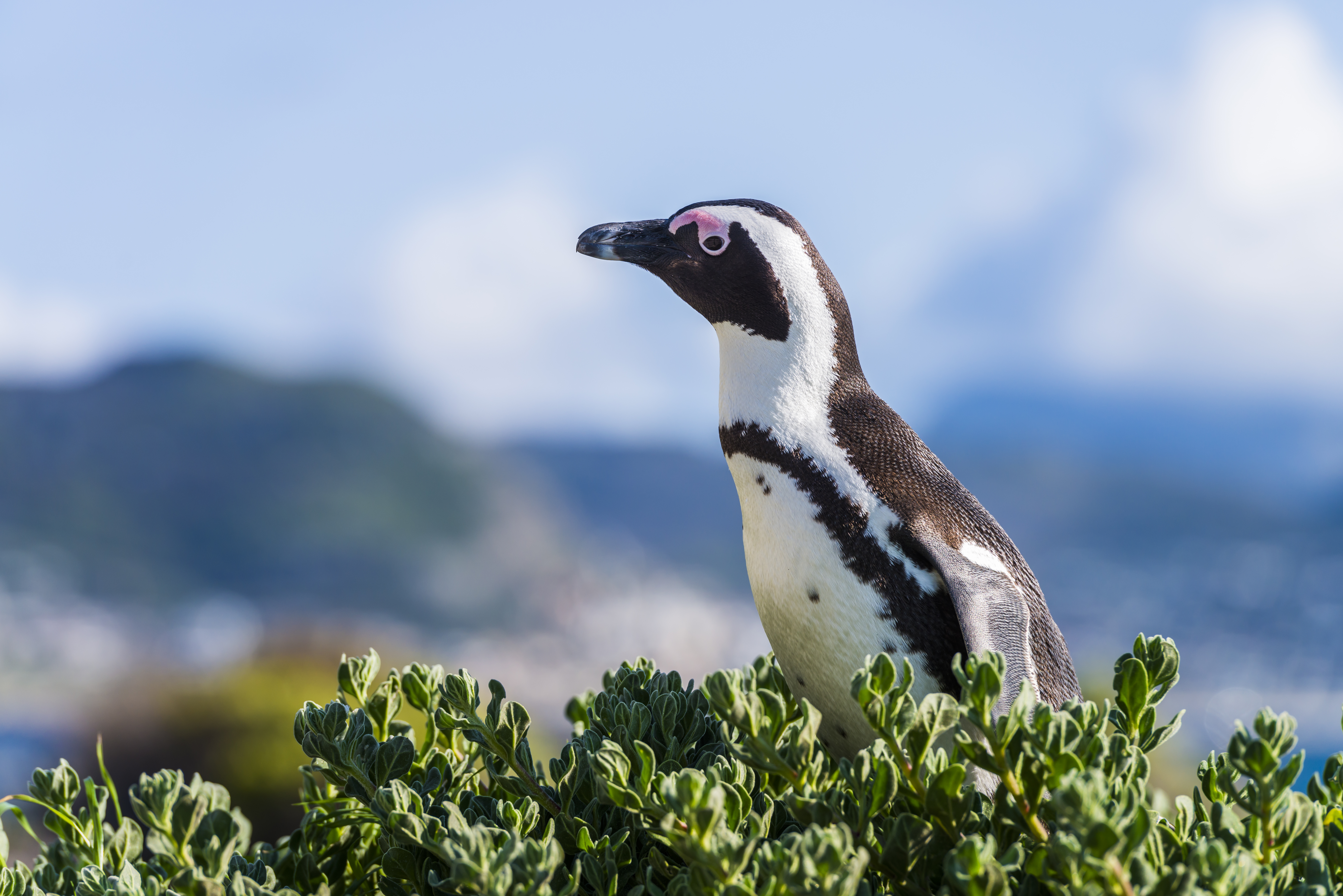 Simon’s Town Quayside Hotel