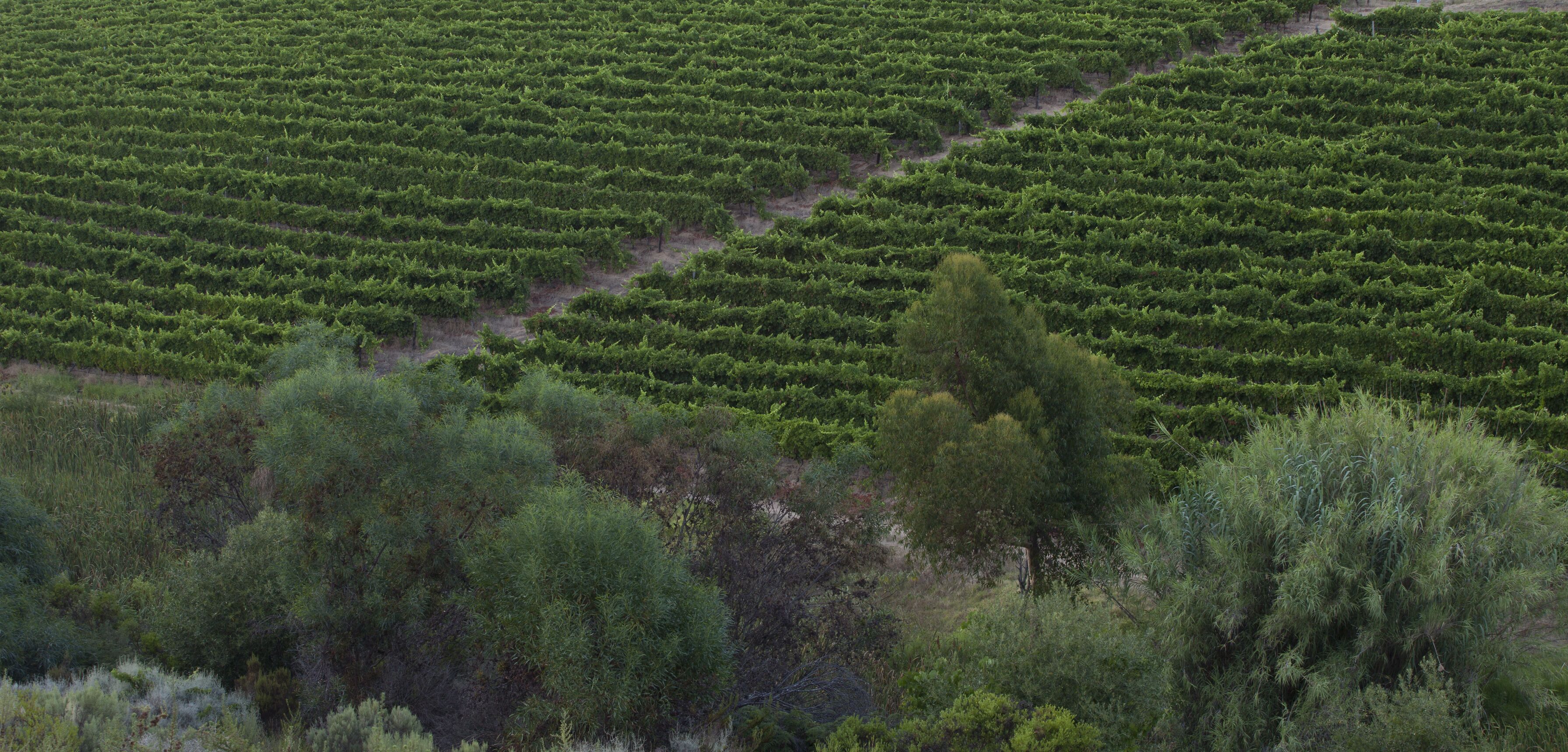 Asara Wine Estate & Hotel