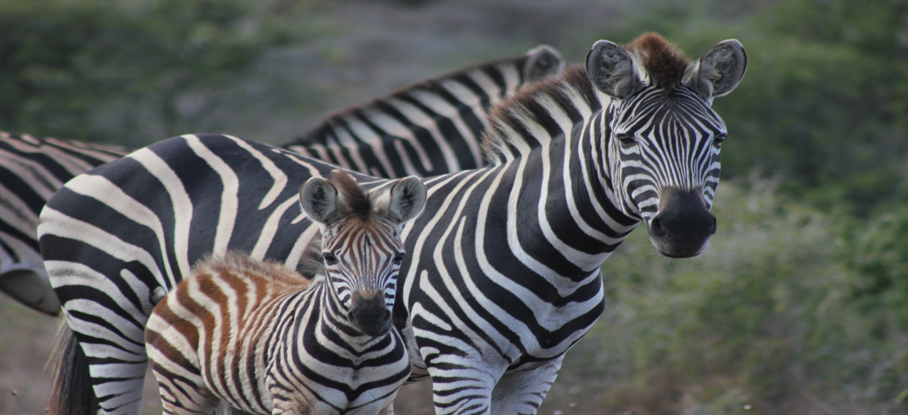Bukela Game Lodge