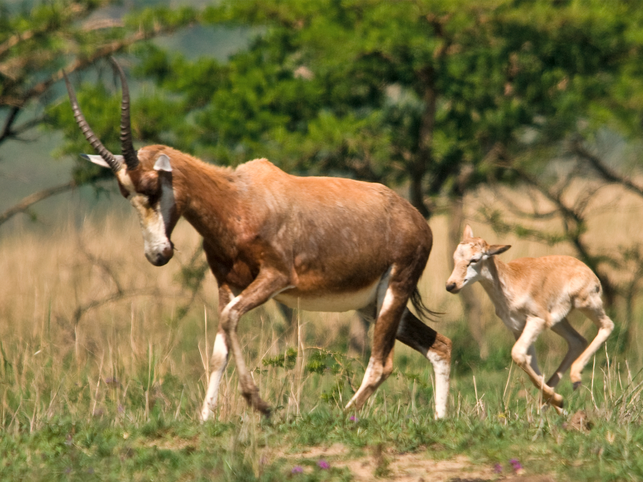 Premier Resort Mpongo Private Game Reserve