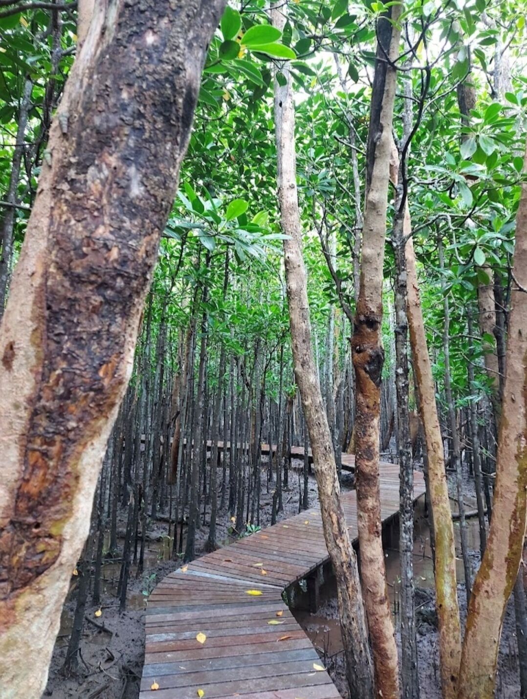 The Tropical Hut Lodges