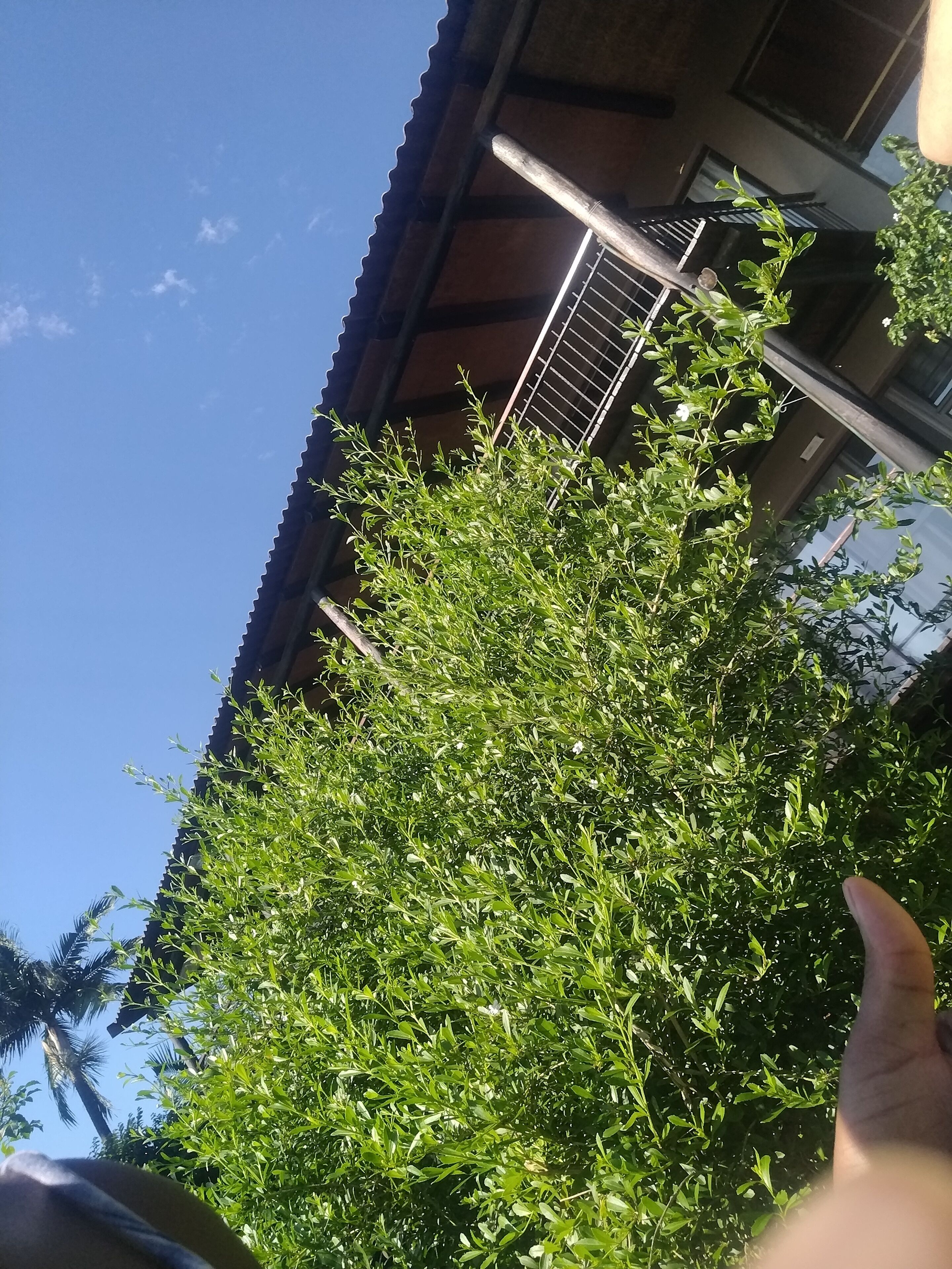 The Tropical Hut Lodges