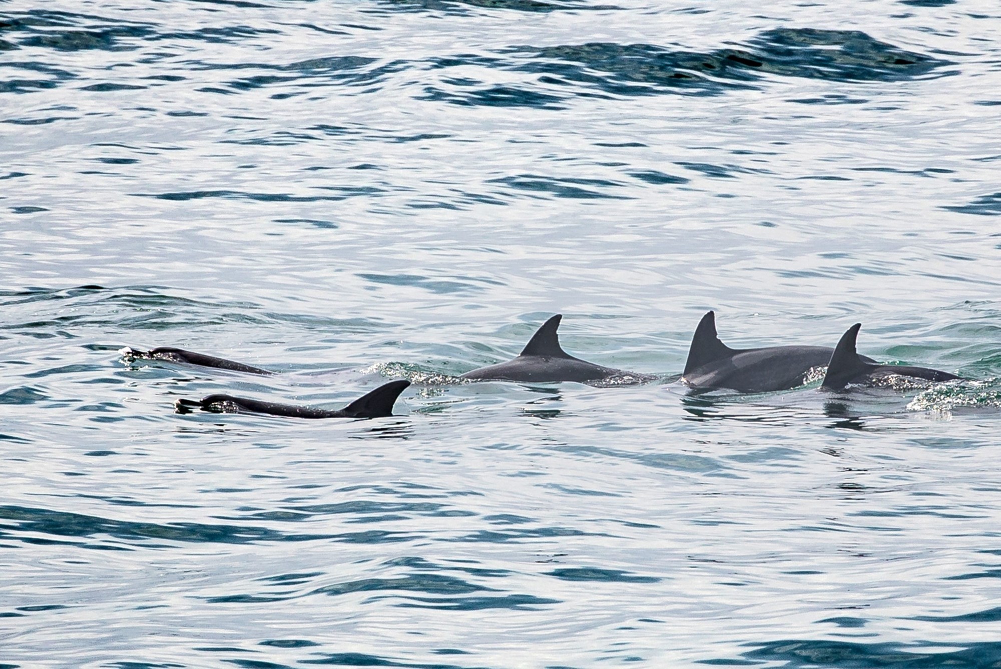 Canelands Beach Club