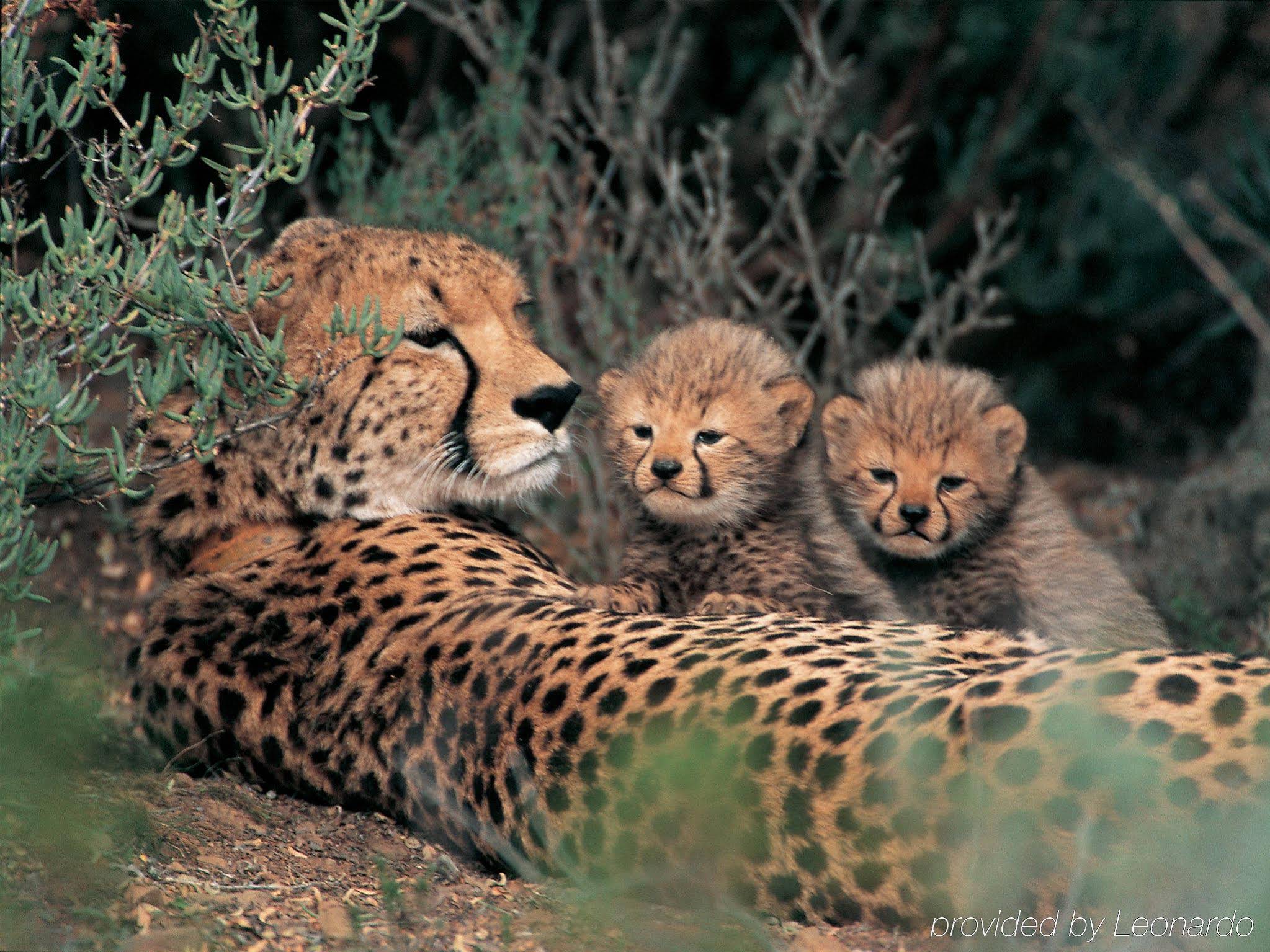 Sanbona Wildlife Reserve