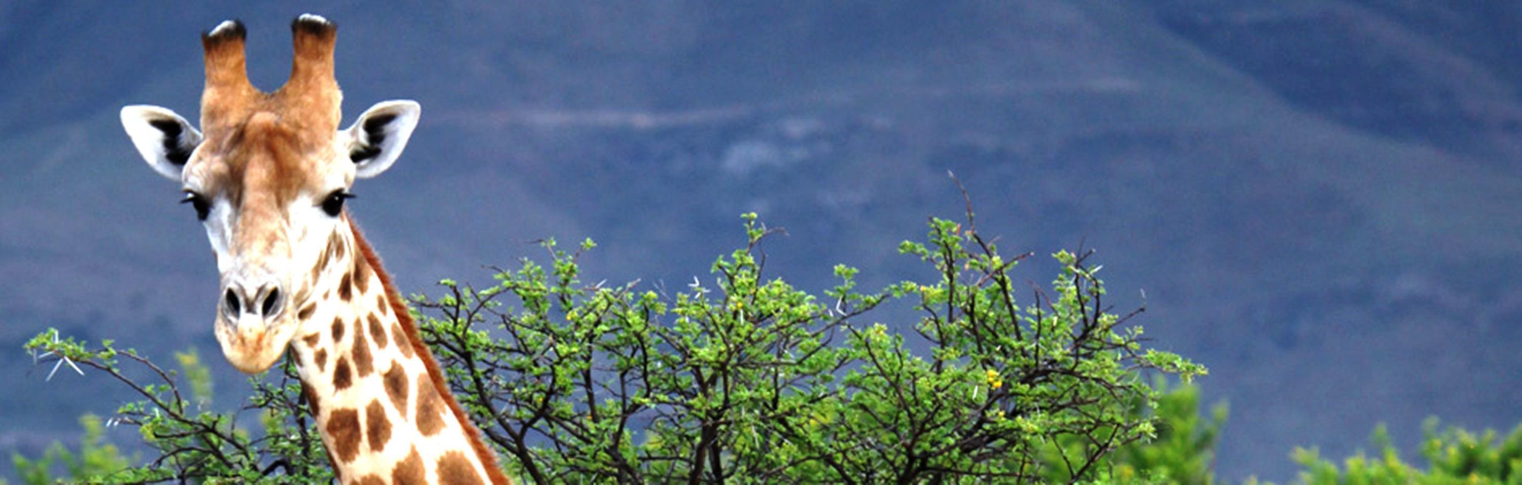 Mount Camdeboo Private Game Reserve by Newmark