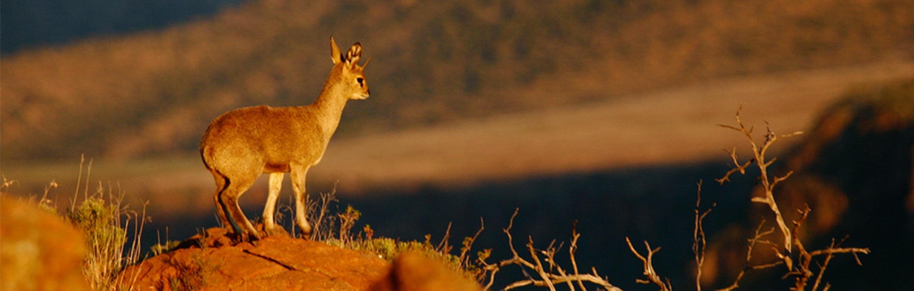 Mount Camdeboo Private Game Reserve by Newmark